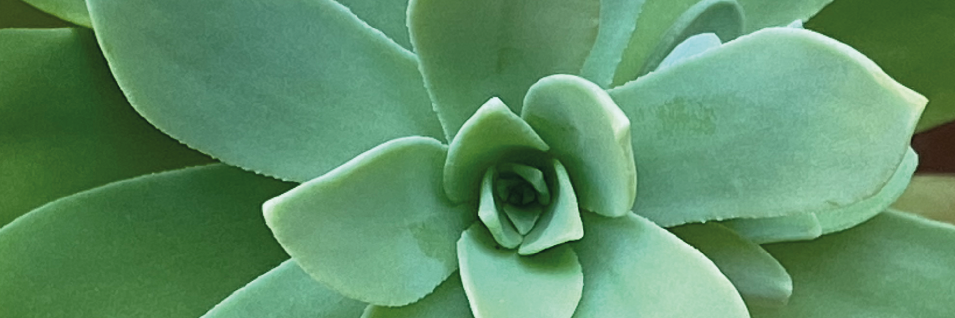 dettaglio fiore succulenta piantalà