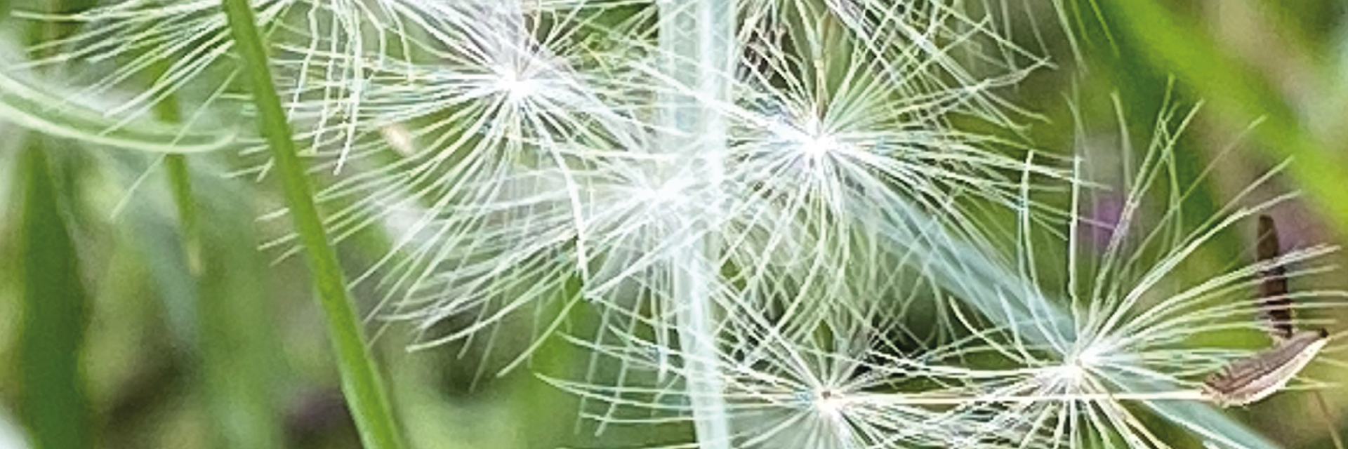 dettaglio soffione piantalà